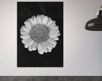 Fotografía en escala de grises de una flor de gerbera / Póster botánico para pared (semibrillante)