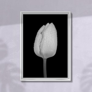Photographie imprimable de fleurs d'une tulipe en niveaux de gris avec des gouttes d'eau, fond noir, grand art mural botanique, téléchargement numérique instantané