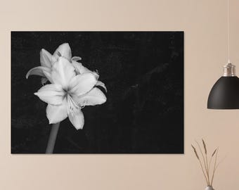 Stampa fotografica in scala di grigi del fiore di amarillide / Poster botanico da parete per decorazione domestica (semilucido)