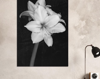 Stampa fotografica in scala di grigi del fiore di amarillide / Poster botanico da parete per decorazione domestica (semilucido)