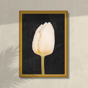 Photographie imprimable de fleurs d'une tulipe blanche avec des gouttes d'eau, fond sombre, grand art mural botanique, téléchargement numérique instantané