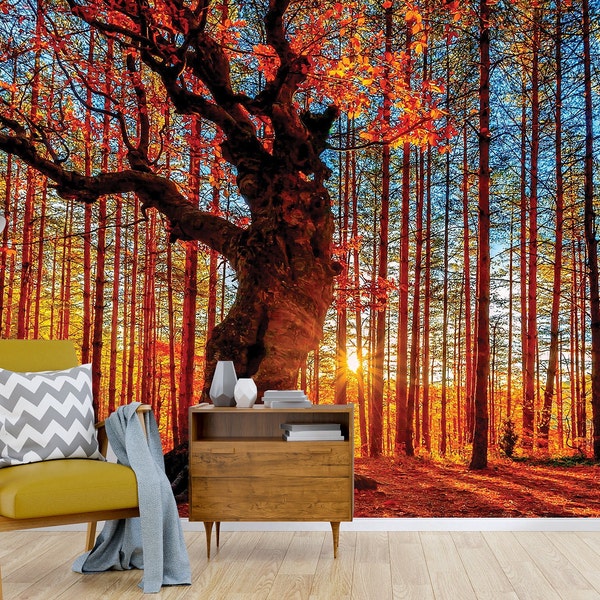 Autumn Sunrise Woods | Wall Mural | A Captivating Forest Scene | Easy Installation | Removable Wallpaper | Peel and Stick Wallpaper