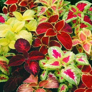 Coleus Regenbogen Mix Samen | Non-GMO | Bunte Laubpflanze