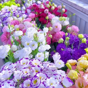 Dornlose Rose - 1000 Lisianthus Samen Mix zum Bepflanzen