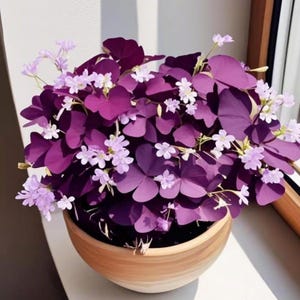 12+ Purple Oxalis Bulbs | Lucky Shamrock Plant