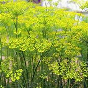 Fennel Seeds | Fresh Harvest | Herb & Vegetable Garden