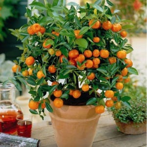 10 Mandarin Orange Seeds | Citrus reticulata Blanco | Fruit Tree Seeds