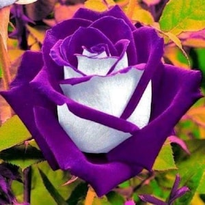 10 White Purple Rose Seeds – Easy Grow Perennial Flower Bush