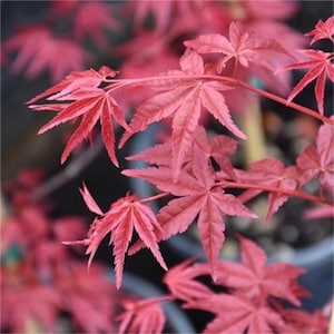 25 Red Japanese Maple Tree Seeds: Acer Palmatum Atropurpureum