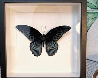 Blue Swallowtail Black Velvet Butterfly Specimens Birthday Gift Decorative Painting