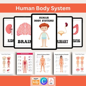 K&ouml;nnte beinhalten: Lehrreiche Illustration des menschlichen K&ouml;rpersystems mit Diagrammen von Gehirn, Nieren und Darm. Das Bild enth&auml;lt eine zentrale Illustration einer menschlichen Figur und zus&auml;tzliche Diagramme, die die menschliche Anatomie detailliert darstellen. Der Titel "Human Body System" wird oben angezeigt.