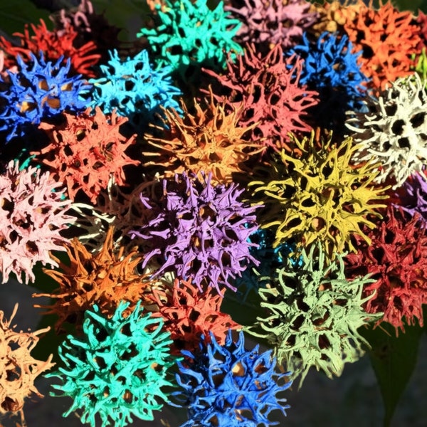 36 Multi-Colored Clean Large Sweetgum Balls - For Arts & Crafts Centerpieces Wreath Vase Garland Fillers Daycare Projects 12 Colors - 3 Each