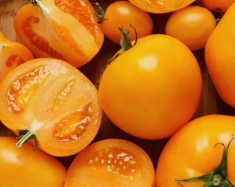 Sungold Tomatoes - Hybrid - Teen Plant