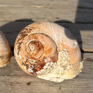 May include: Three seashells with brown and white patterns, arranged in a row on a weathered wooden surface.