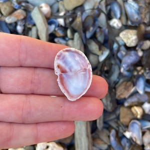 Könnte beinhalten: Nahaufnahme einer Muschelschale, die in einer Hand gehalten wird. Die Schale ist weiß mit rosa und lila Farbtönen. Die Schale ist offen und gibt ihr Inneres frei. Der Hintergrund ist eine Mischung aus Kieselsteinen und anderen Muscheln.