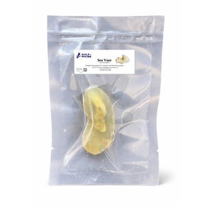 May include: A clear plastic bag containing a sea vase specimen. The specimen is a light yellow color and has a unique shape. The bag has a white label with the text "GULF OF MAINE" and "Sea Vase".