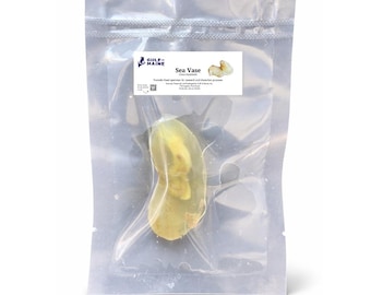 Preserved Sea Vase Specimen – Formalin Preserved Tunicate for Marine Biology & Anatomy