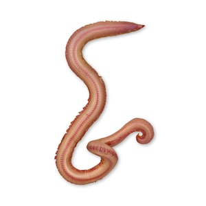 May include: A pink and tan balloon shaped like a worm. The balloon has a segmented body with a pointed head and a curled tail. The balloon is on a white background.
