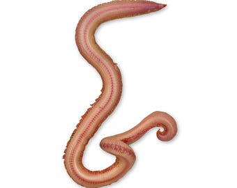 Preserved Bloodworm (Glycera) Dissection Specimen, Marine Anatomy (6-10 Inches)