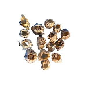May include: A collection of beige and brown barnacles, each with a unique, textured exterior. The barnacles are clustered together, showcasing their natural, irregular shapes and openings. The image is set against a clean white background.