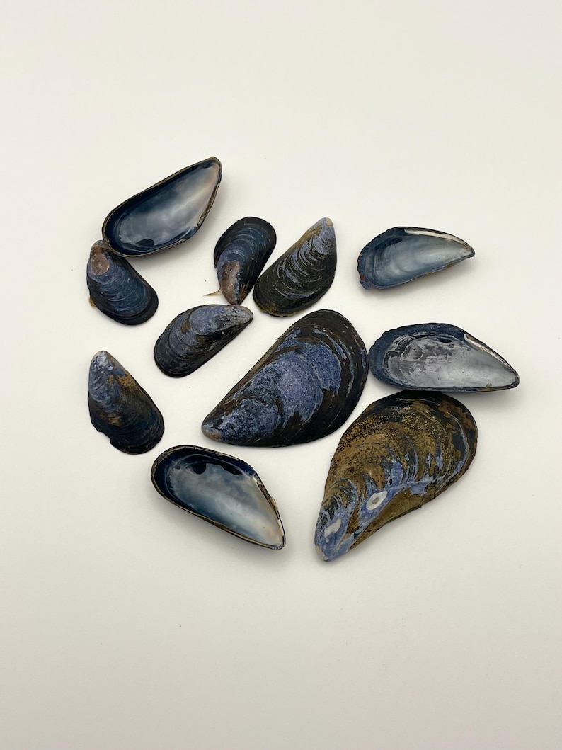Maine Blue Mussel Shells ( 10 Shells per Order) - Etsy