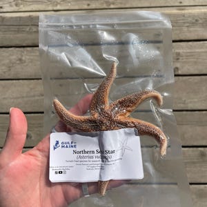 保存されたメイン州産ヒトデ：解剖標本、海洋解剖学（5～8インチ）