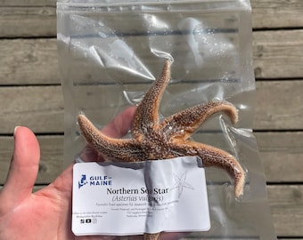 Preserved Maine Sea Star: Dissection Specimen, Marine Anatomy (5-8 Inches)