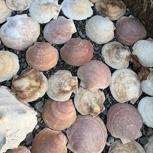 Maine Sea Scallop Shell (Top Shell)