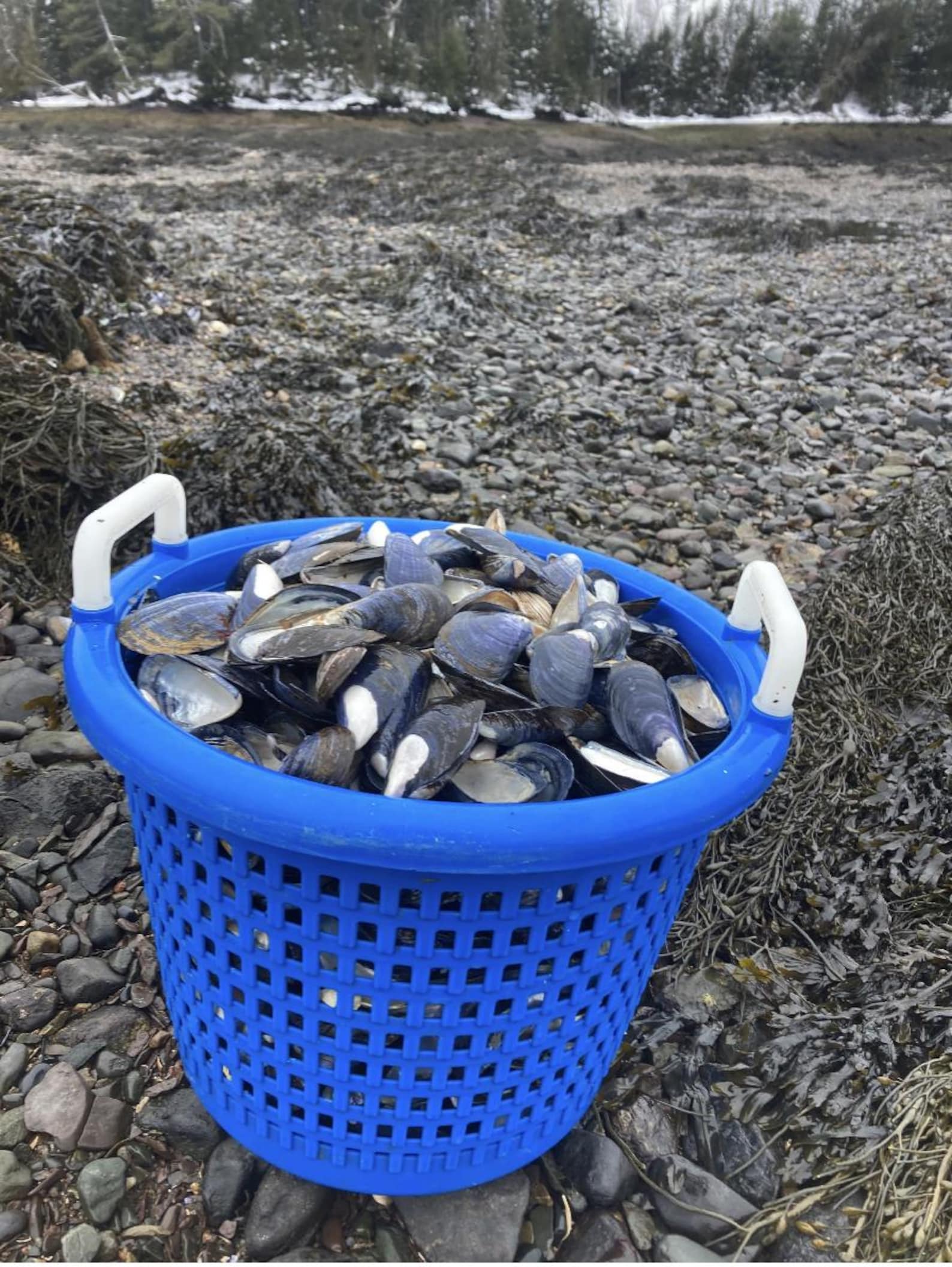 Maine Blue Mussel Shells ( 10 Shells per Order) - Etsy