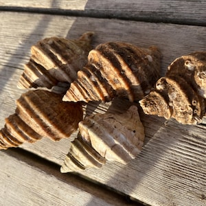 May include: A collection of five brown seashells with intricate patterns and textures. The shells are arranged on a wooden surface.