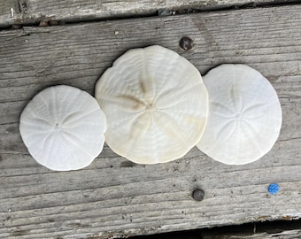 Könnte beinhalten: Drei Sanddollars in verschiedenen Größen, in einer Reihe auf einer verwitterten Holzoberfläche angeordnet. Die Sanddollars sind weiß und haben ein sternförmiges Muster in der Mitte.