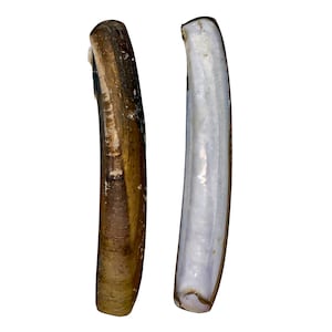 Maine Razor Clam Shells — (Ensis directus) 10 Shells