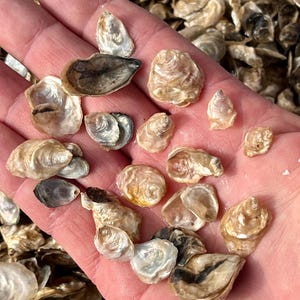 Könnte beinhalten: Eine Sammlung kleiner, natürlicher Austernschalen in verschiedenen Formen und Größen, die in einer Hand gehalten werden. Die Schalen zeigen eine Reihe von Farben, darunter Weiß, Beige und Braun, wobei einige schillernde Innenflächen aufweisen. Natürliche Muscheln.