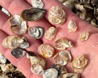 May include: A collection of small, natural oyster shells in various shapes and sizes, held in a hand. The shells display a range of colors, including white, tan, and brown, with some showing iridescent inner surfaces. The shells are a natural product.