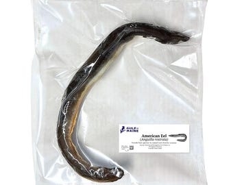 Preserved American Eel Specimen – Formalin Preserved Vertebrate for Biology & Anatomy