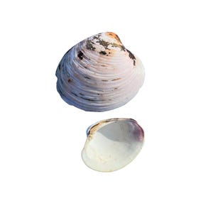 May include: Two seashells against a white background. The top shell is closed, showing a light pink and white exterior with dark brown markings. The bottom shell is open, revealing a smooth, white interior with a purple hue near the edge.