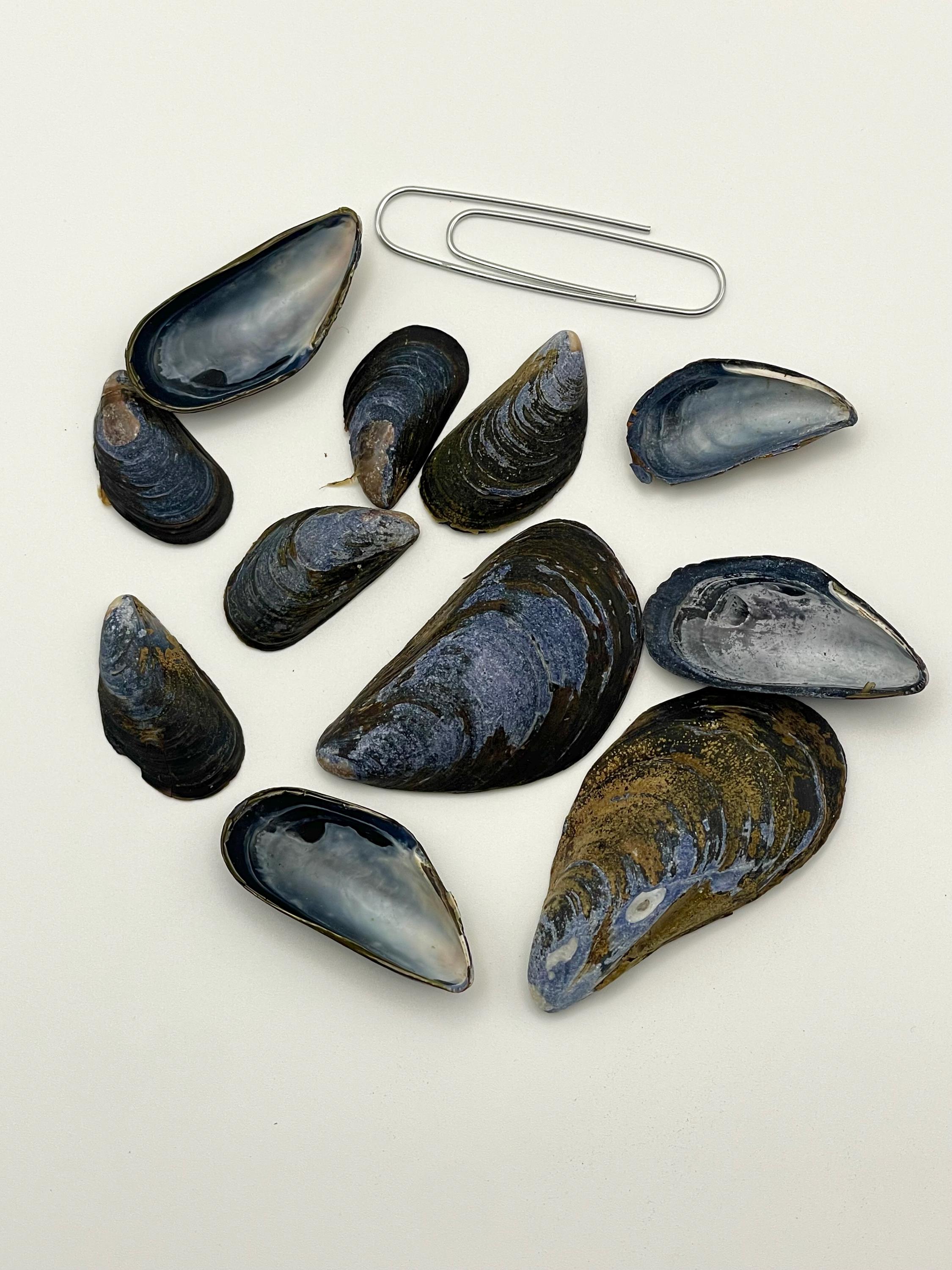 Maine Blue Mussel Shells ( 10 Shells per Order) - Etsy