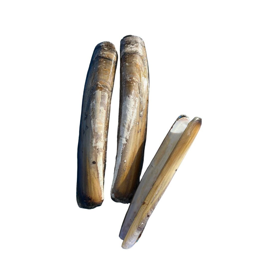 Pearlized Razor Clam Shell Maine Razor Clam Shells — (ensis Directus) 10 Shells - Etsy