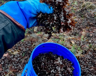 8oz Wild Harvested Purple Irish Sea Moss (Chondrus cripus)- Whole Leaf, Flakes, Powder, Alkaline diet