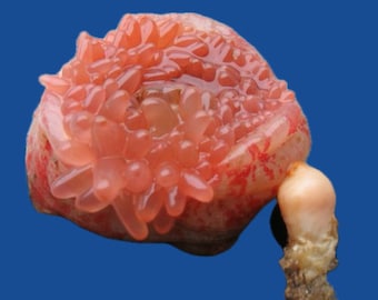 Preserved Northern Red Anemone (Urticina felina) - Preserved Wet Specimen