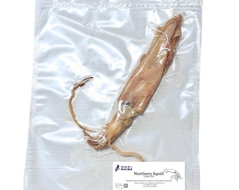 Preserved Squid Specimen – Formalin Preserved Marine Invertebrate for Biology & Anatomy Study