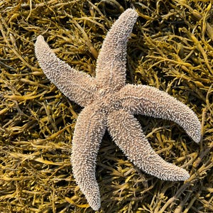 Véritable étoile de mer séchée du Maine (Asterias vulgaris) - décoration océan de 8 à 12 pouces, étoile de mer artisanale