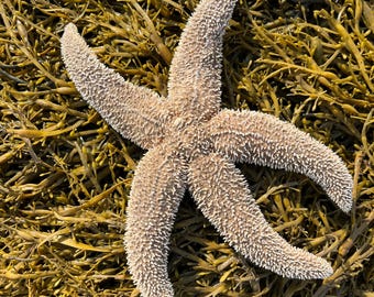 Real Dried Starfish From Maine (Asterias vulgaris) - 8-12" Ocean Decor, Craft Starfish