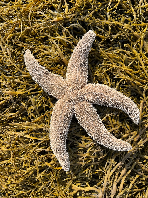 ヒトデ 乾燥 ミックス乾燥粉末ヒトデ583g S83814277 - 園芸養土・薬品