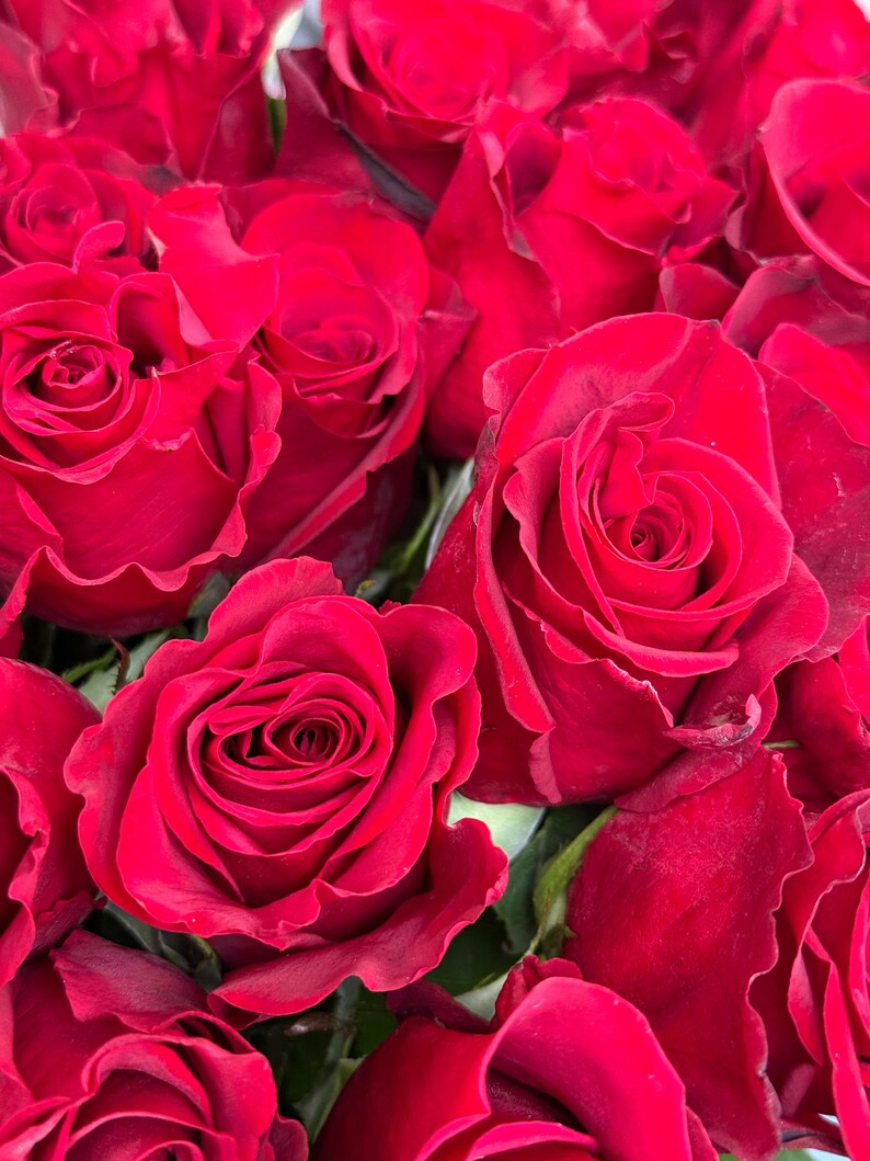 Freedom Red Rose by the Package DIY Wedding and Event Flowers - Etsy