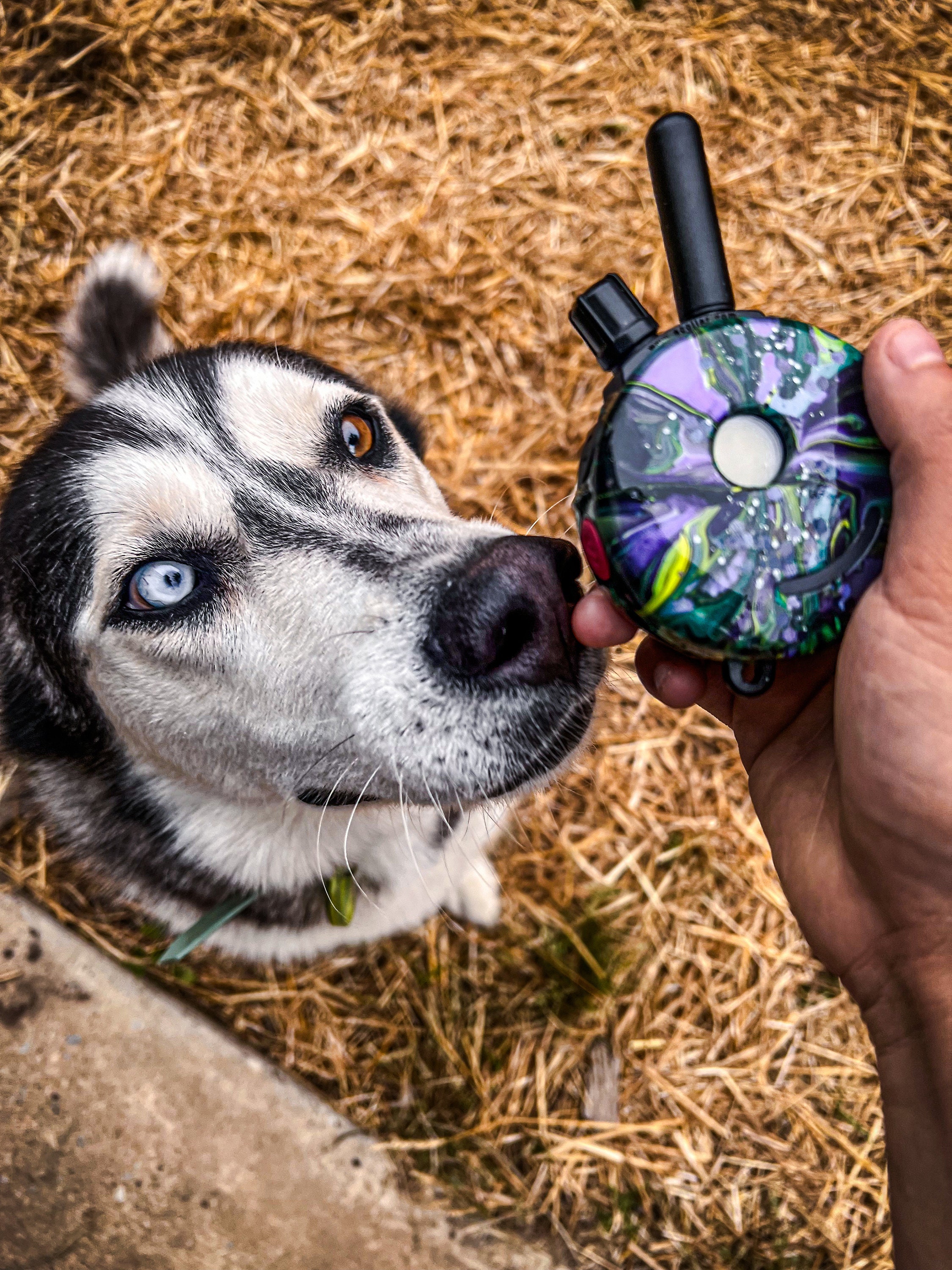 Custom Painted Remote Ecollar Skin, Ecollar, Dog Ecollar, Dog Training