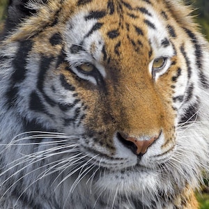 Rare King Tiger Jinn  Power Jinn Genie Power Desire  lover desires empowerment Wealth power wishes protection conjured
