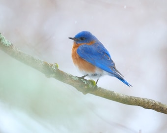 Eastern Bluebird in New England Winter scene, Berkshire County, Massachusetts | Wildlife Fine Art Photographic Print