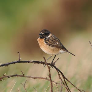 May include: A small brown and black bird with a long tail perched on a branch with thorns. The bird is facing to the right and has a light brown breast.