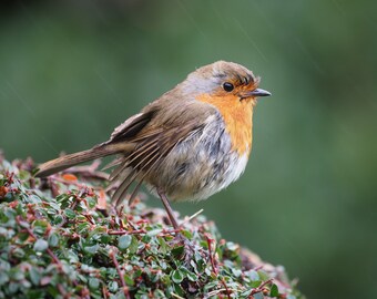 Roodborst geteisterd door wind en regen, Glendalough, County Wicklow, Ierland | Wildlife Fine Art fotografische afdruk